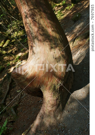 大自然的風景·生活在原始森林中的柏樹的裸樹·垂直位置 7697985
