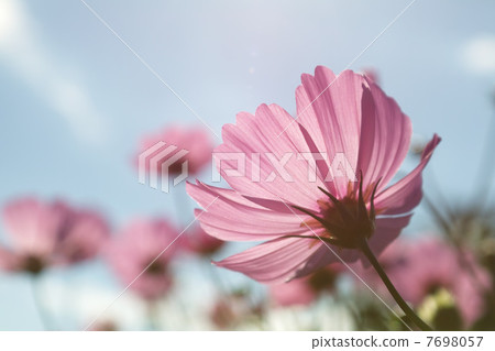 令人眼花繚亂的宇宙 7698057