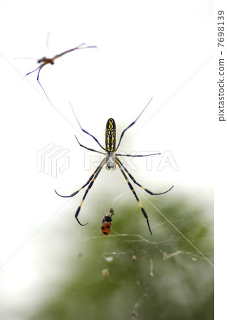 蜘蛛。 7698139