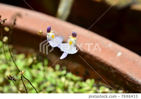 Utriculara·Wavrekie Utriculara·Wavrekie 7698433
