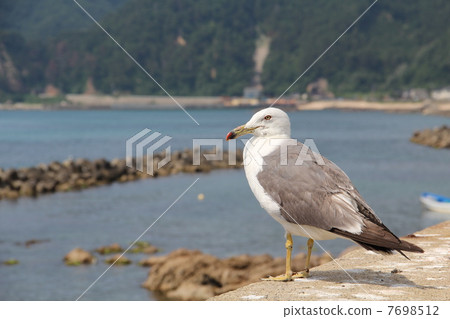 雌貓 雌貓 7698512