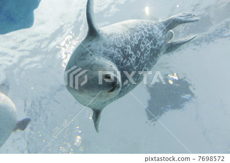 海儀式hamon海豹 7698572