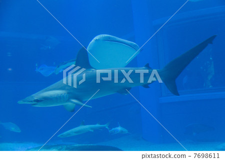 Smoked shark and whale shark Smoked shark and whale shark 7698611
