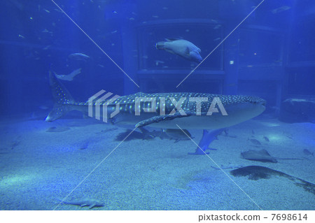 大阪水族館的鯨鯊 7698614