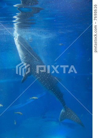 鯨鯊吃的食物 鯨鯊吃的食物 7698616
