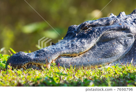Alligator Alligator 7698796