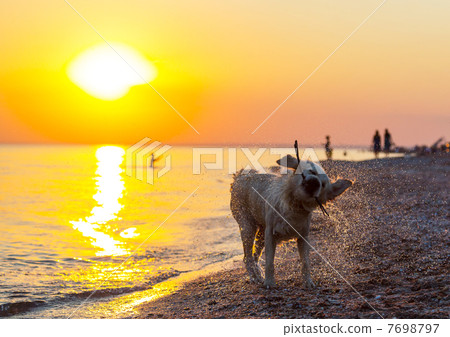 Retriver Retriver 7698797