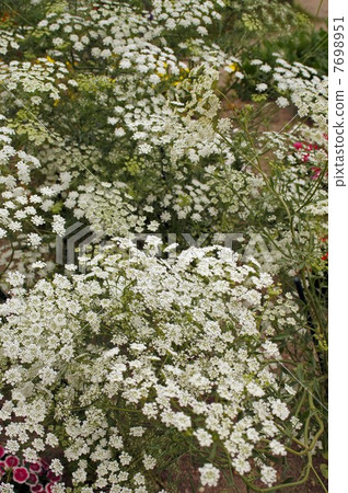 白色鞋帶花白花 7698951