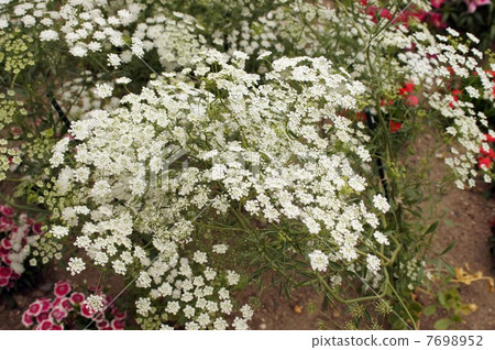 白色鞋帶花白花 7698952