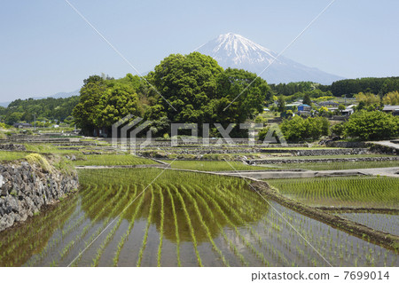 水田和富士山 水田和富士山 7699014