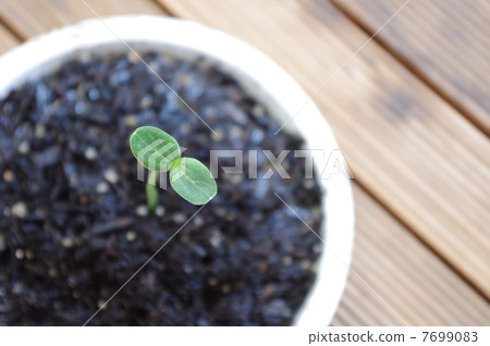 發芽 發芽 7699083