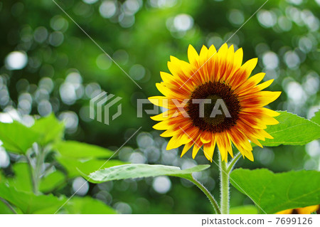 向日葵 7699126