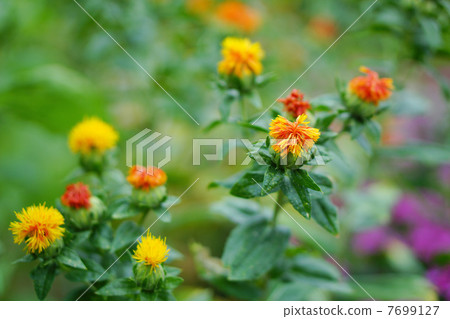 紅花 紅花 7699127