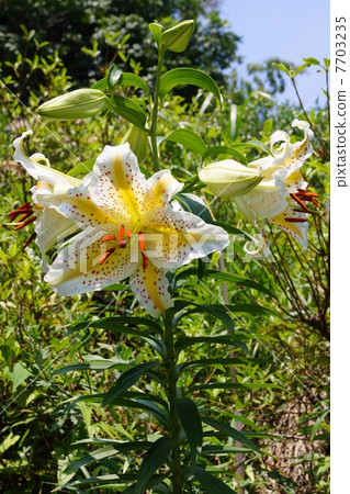 Wild lily Wild lily 7703235