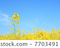Rape blossoms of Chokai 7703491
