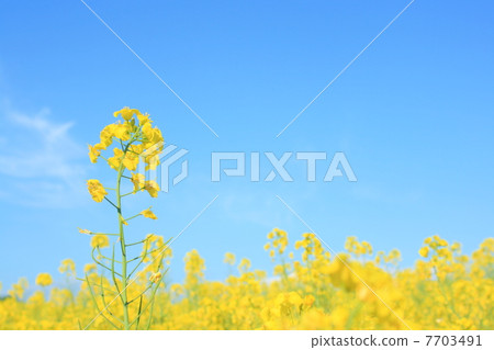 Rape blossoms of Chokai Rape blossoms of Chokai 7703491