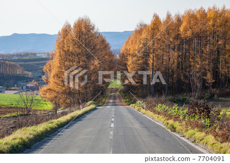 Biei in autumn Biei in autumn 7704091