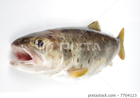 Brown trout (overhead view) 7704123