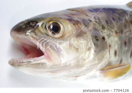 Brown trout (head overhead view) 7704126