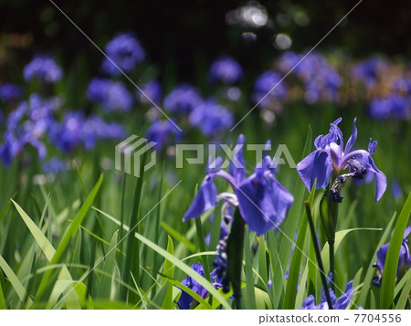 Iris 7704556
