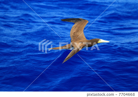 Flight of boobies 7704668