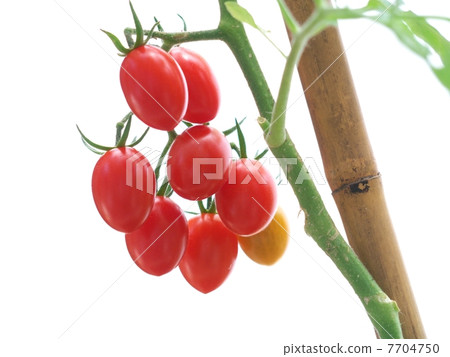 Mini tomato with branches Mini tomato with branches 7704750