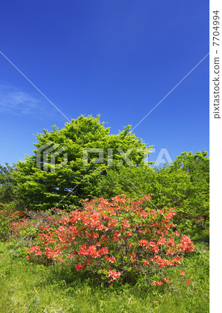 Nasu highland spring of azaleas bloom Nasu highland spring of azaleas bloom 7704994