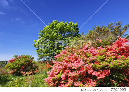 Nasu高地春天杜鵑花綻放 Nasu高地春天杜鵑花綻放 7704995