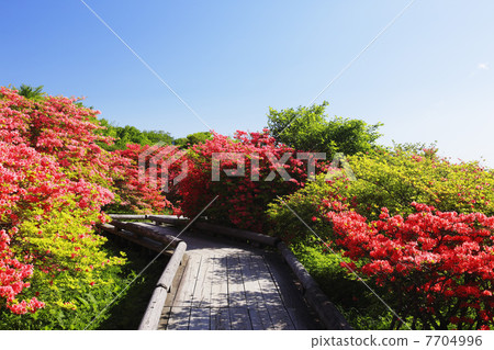 Nasu高地春天杜鵑花綻放 Nasu高地春天杜鵑花綻放 7704996