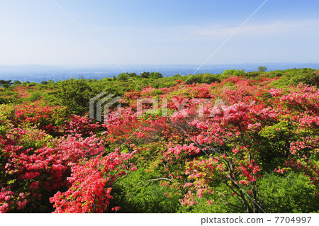 Nasu高地春天杜鵑花綻放 7704997