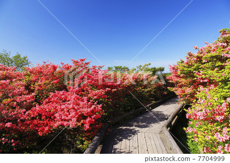 Nasu highland spring of azaleas bloom 7704999