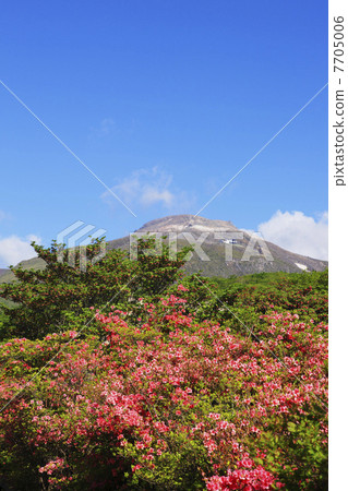 Nasu高地春天杜鵑花綻放 7705006