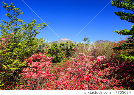 Nasu高地春天杜鵑花綻放 Nasu高地春天杜鵑花綻放 7705024
