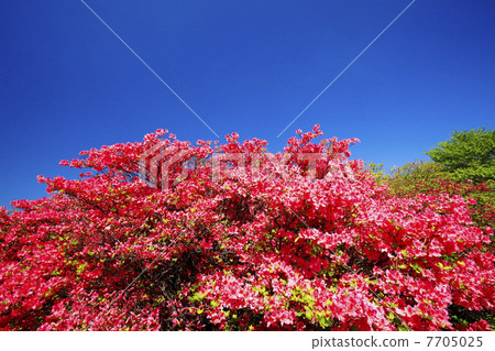 Nasu高地春天杜鵑花綻放 7705025