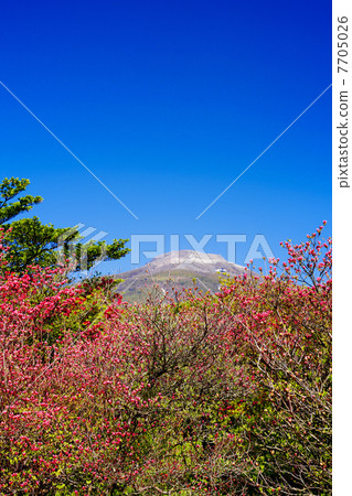 Nasu高地春天杜鵑花綻放 Nasu高地春天杜鵑花綻放 7705026