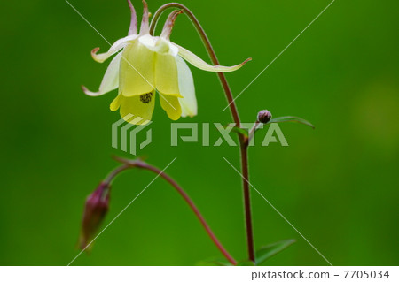 黃鰭金槍魚 7705034