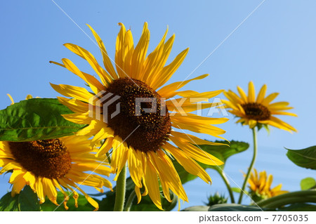 向日葵 向日葵 7705035