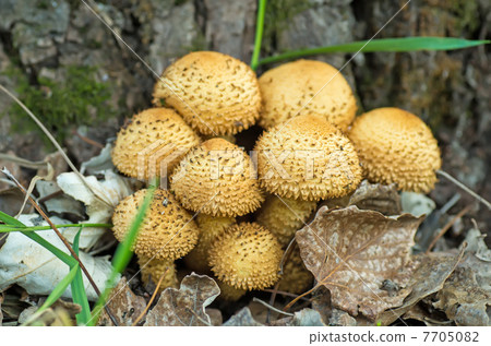 Shaggycap mushrooms (Pholiota squarrosa) Shaggycap mushrooms (Pholiota squarrosa) 7705082
