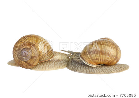 Pair of  snails kissing each other 7705096