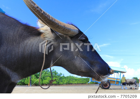 water buffalo water buffalo 7705209
