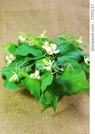 健康的茶葉材料·Dokudami·Azabu背部的花朵後視垂直位置 7705217