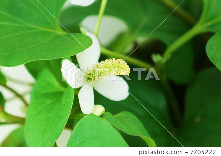 Healthy tea material · Dokudami at the time of flowers · solid sideways Flower up Healthy tea material · Dokudami at the time of flowers · solid sideways Flower up 7705222