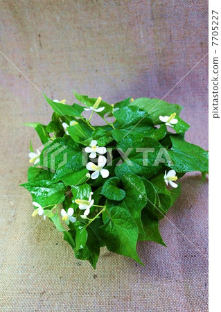 健康的茶葉材料·Dokudami·Azabu背部流動的濕潤水滴鳥瞰垂直位置 健康的茶葉材料·Dokudami·Azabu背部流動的濕潤水滴鳥瞰垂直位置 7705227