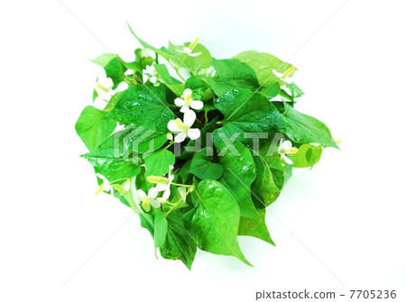 Healthy tea material · Dokudami at the time of flowers wet with droplets · White back bird's-eye view horizontal position 7705236