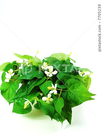 Healthy tea material · Dokudami at the time of flowers wet with droplets · White back overlook vertical position 7705239