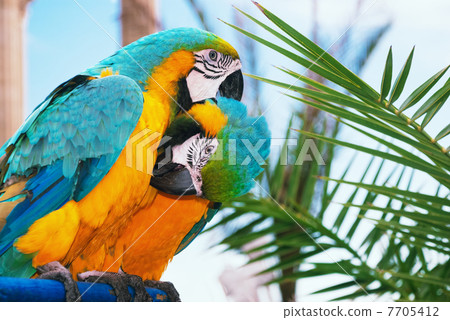 blue and yellow macaw blue and yellow macaw 7705412