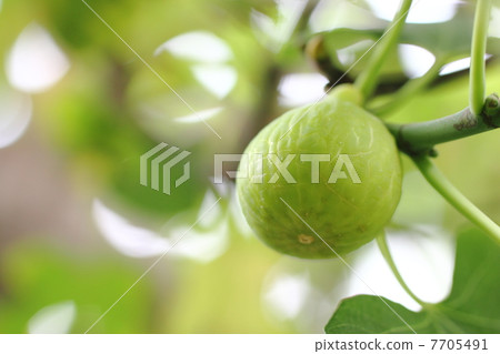The fruit of FIG. The fruit of FIG. 7705491