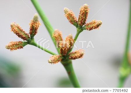 Female inflorescence of Kiso Tengai / Wellwitchia Female inflorescence of Kiso Tengai / Wellwitchia 7705492