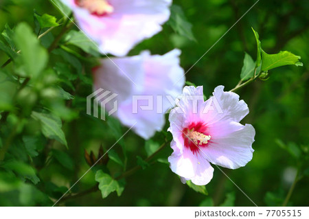 Mukugawa no Hana Mukugawa no Hana 7705515
