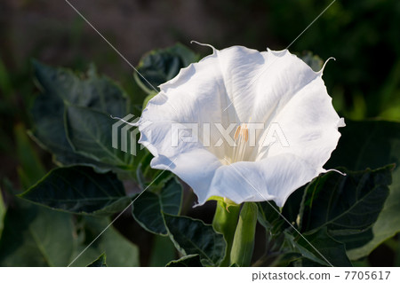 Morning glory Morning glory 7705617